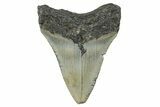 Serrated, Fossil Megalodon Tooth - North Carolina #272842-1